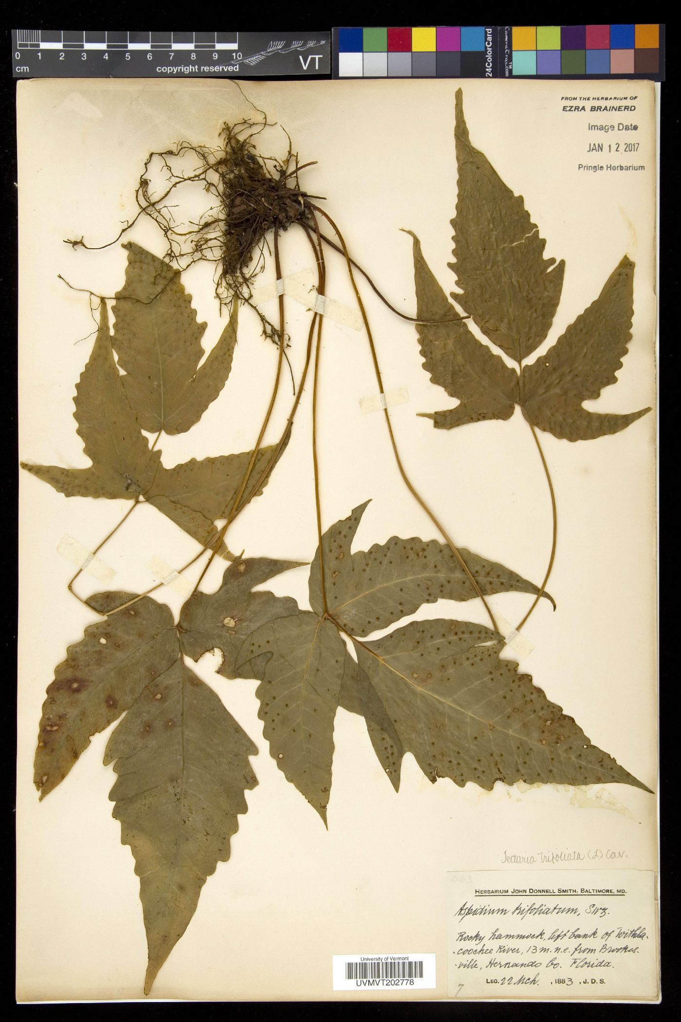 Tectaria trifoliata image