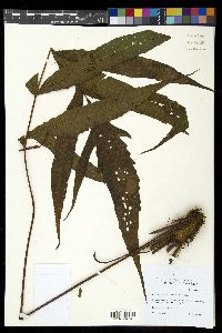 Tectaria vivipara image
