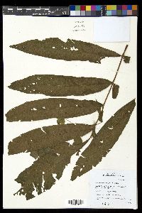 Tectaria vivipara image