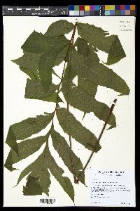 Tectaria vivipara image
