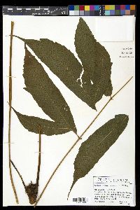 Tectaria vivipara image