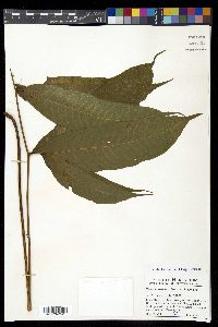 Tectaria vivipara image