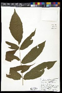 Tectaria vivipara image