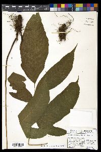 Tectaria vivipara image