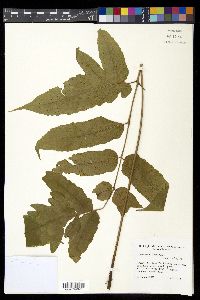 Media resource of Tectaria barberi