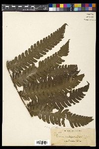 Tectaria aspidioides image