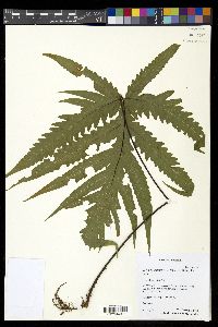Tectaria confluens image