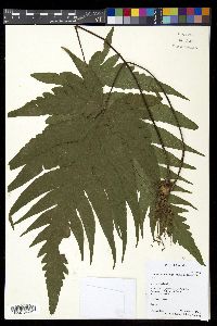 Tectaria confluens image