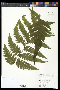 Tectaria coadunata image