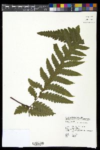 Tectaria coadunata image