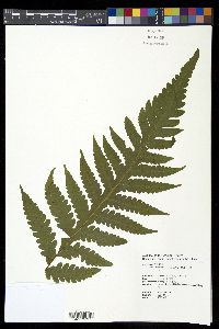 Tectaria coadunata image