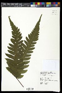 Tectaria coadunata image