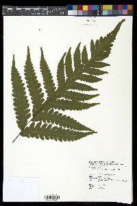 Tectaria coadunata image