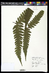 Tectaria coadunata image