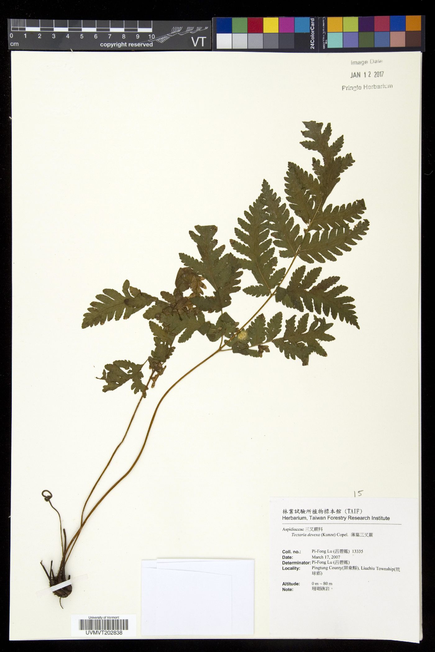 Tectaria devexa image