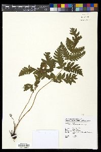 Tectaria devexa image