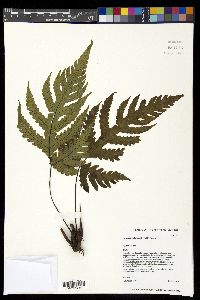 Tectaria gaudichaudii image