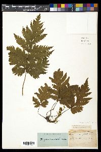 Tectaria cicutaria image