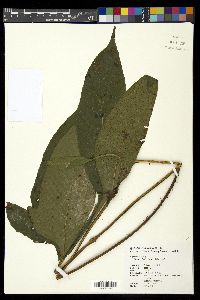 Tectaria fauriei image
