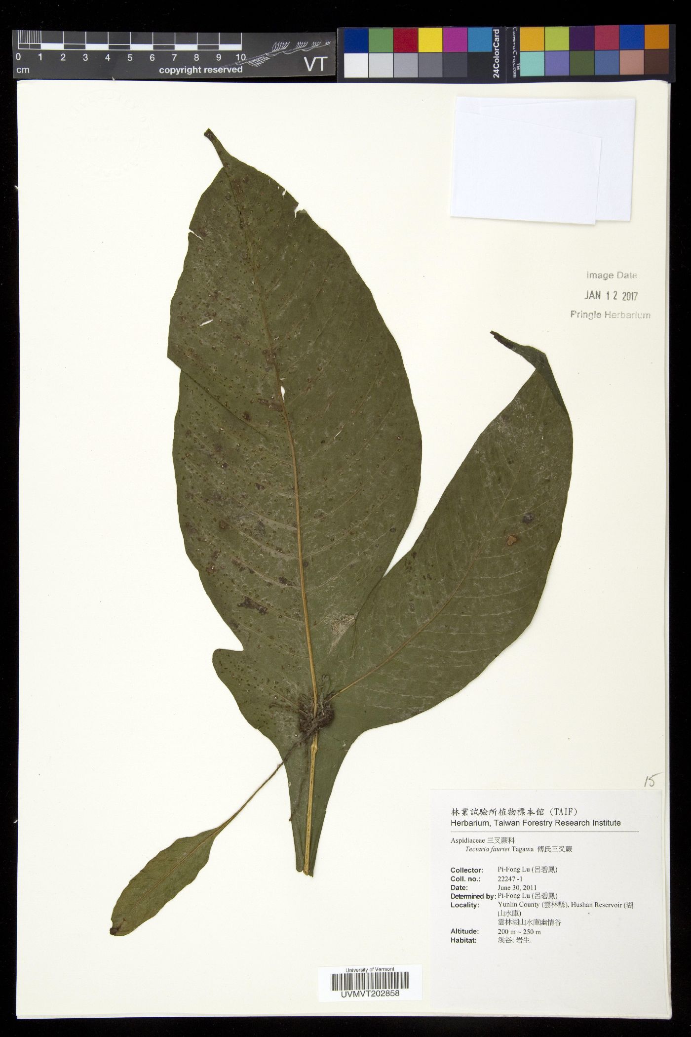 Tectaria fauriei image