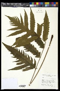 Tectaria barberi image
