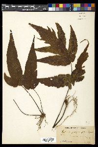 Tectaria polymorpha image