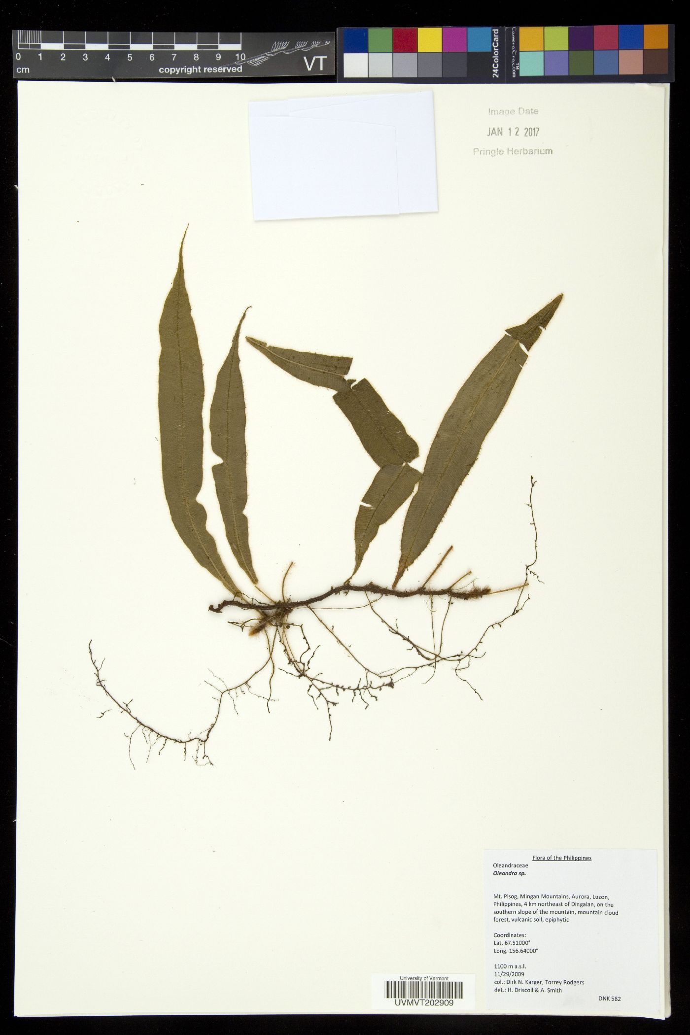Oleandra cumingii image
