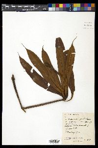 Oleandra neriiformis image