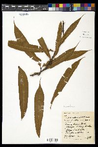 Oleandra neriiformis image