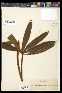 Oleandra neriiformis image