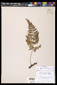 Davallia pulchra image