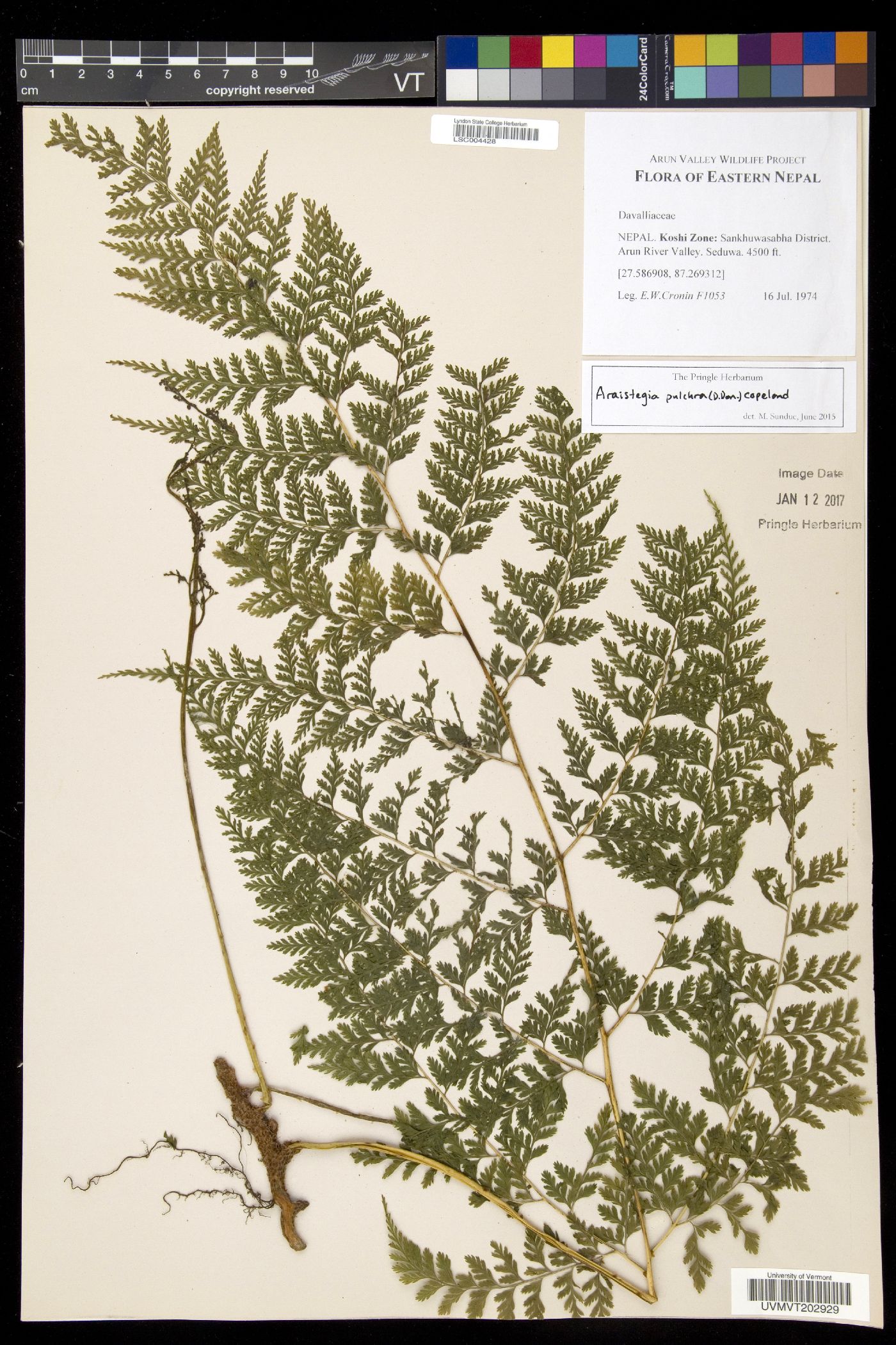 Davallia pulchra image
