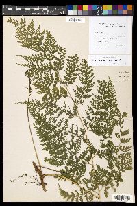 Davallia pulchra image