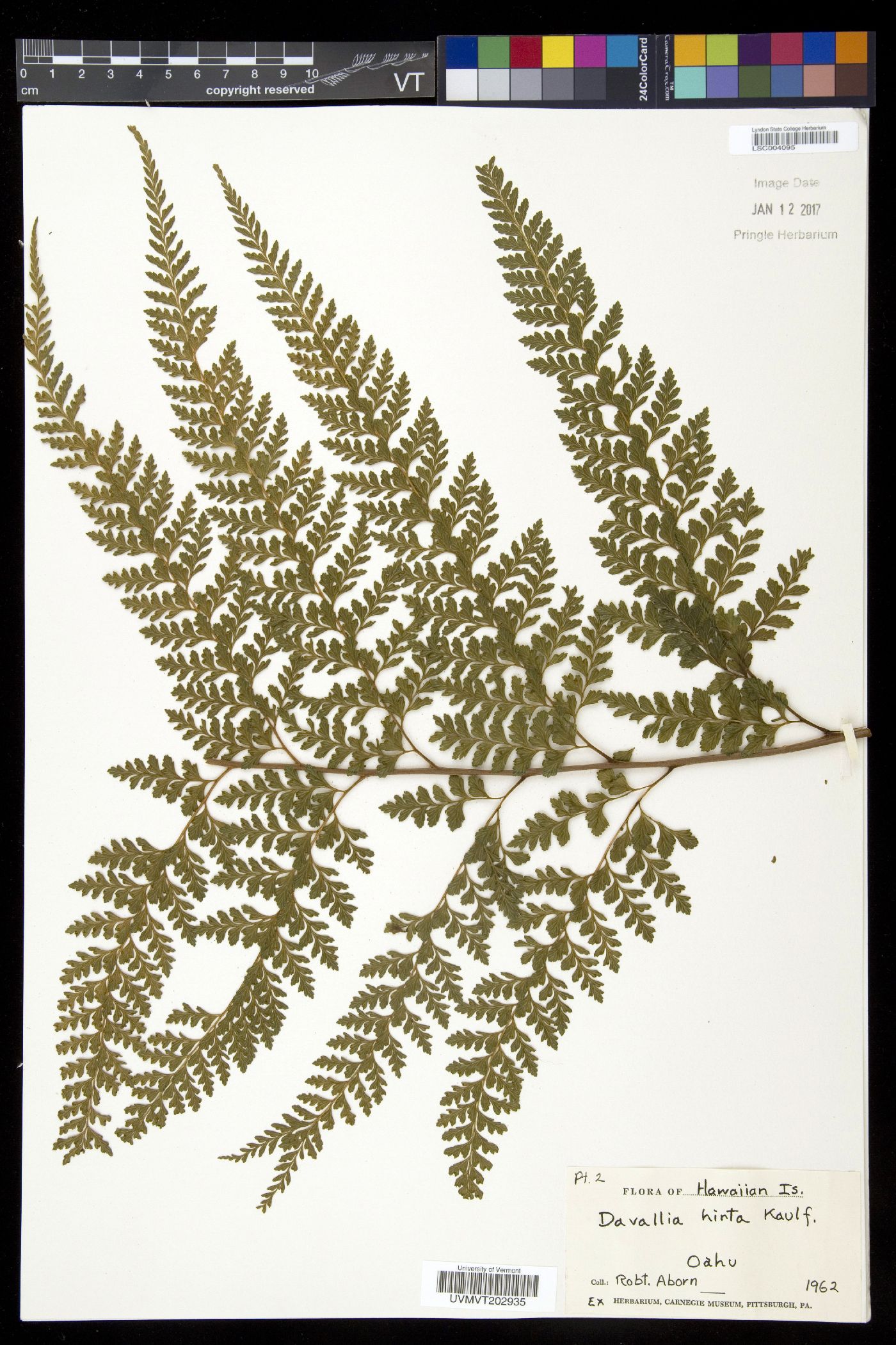 Davallia hirta image