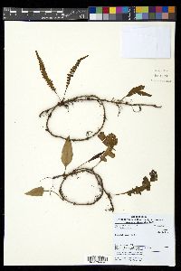 Davallia heterophylla image