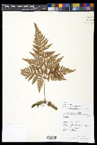 Davallia griffithiana image