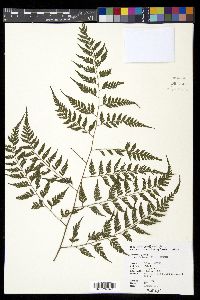 Davallia formosana image