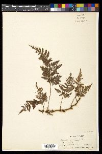 Davallia repens image