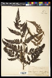 Davallia solida image