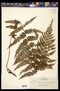 Davallia pubescens image