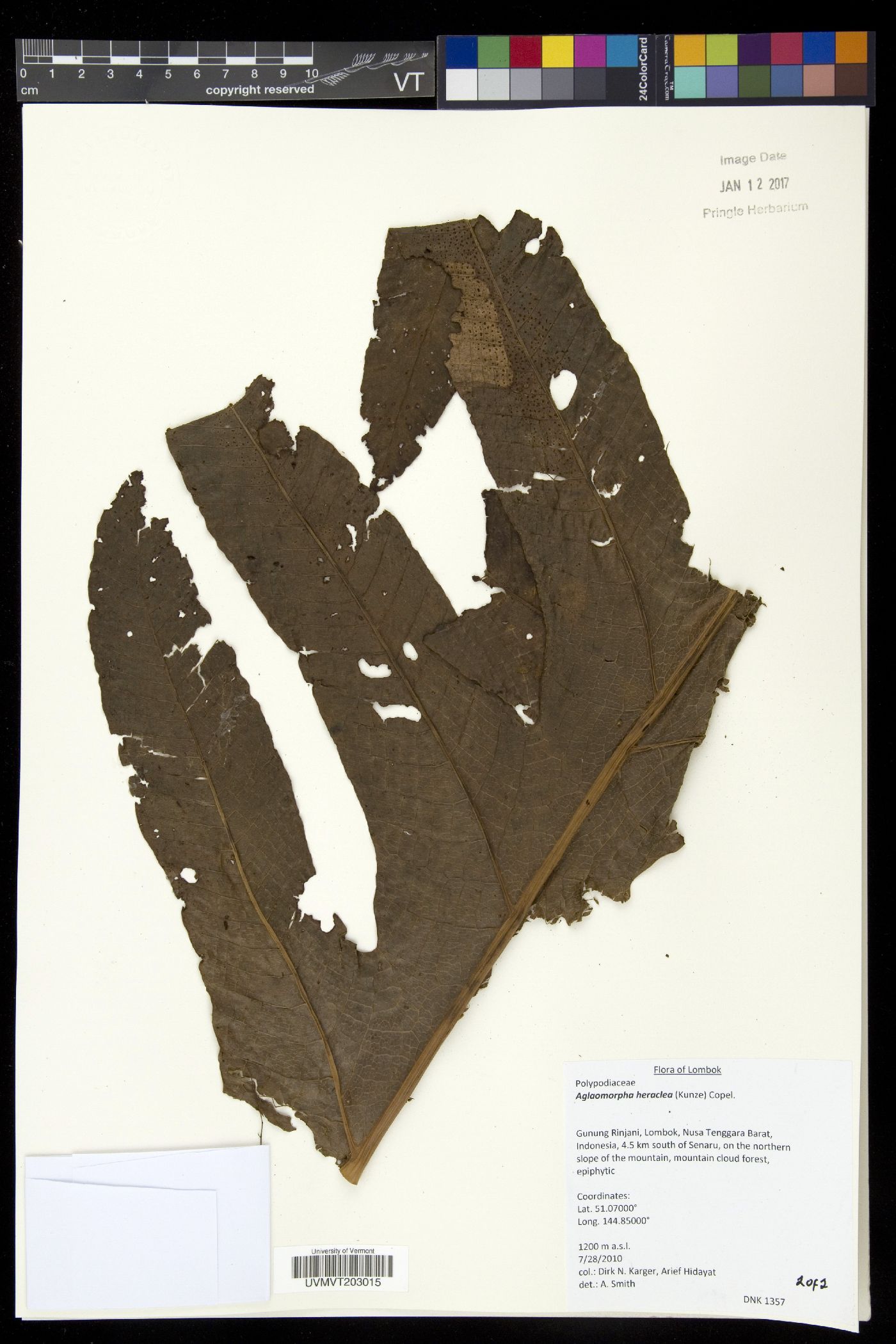 Aglaomorpha heraclea image