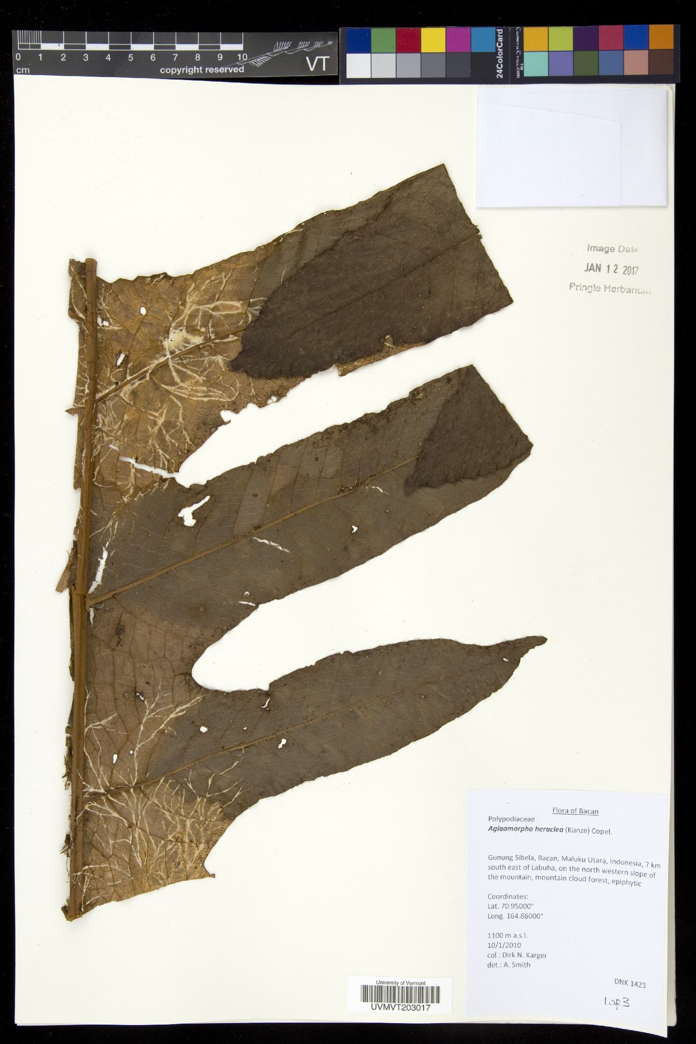 Aglaomorpha heraclea image