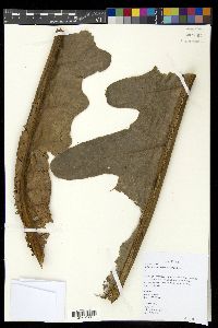 Aglaomorpha heraclea image