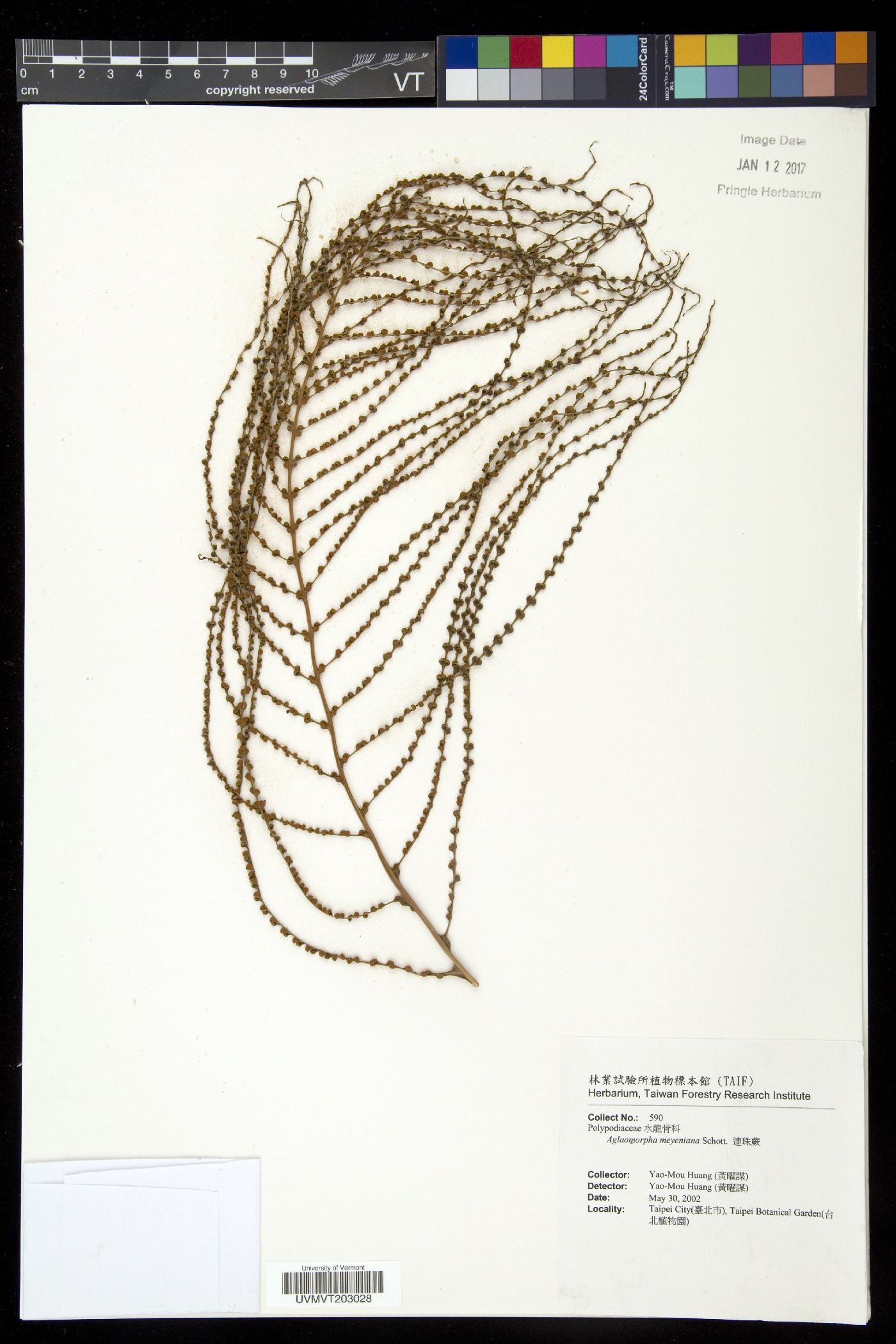 Aglaomorpha meyeniana image