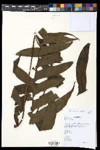 Media resource of Aglaomorpha latipinna