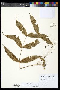 Media resource of Selliguea tomentosa
