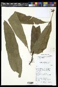 Campyloneurum ophiocaulon image