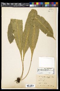 Campyloneurum costatum image