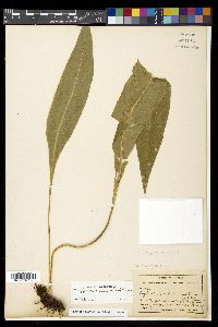 Campyloneurum costatum image