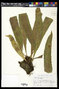 Campyloneurum phyllitidis image